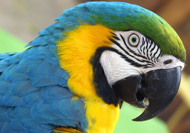 im Vogelpark Foz do Iguacu