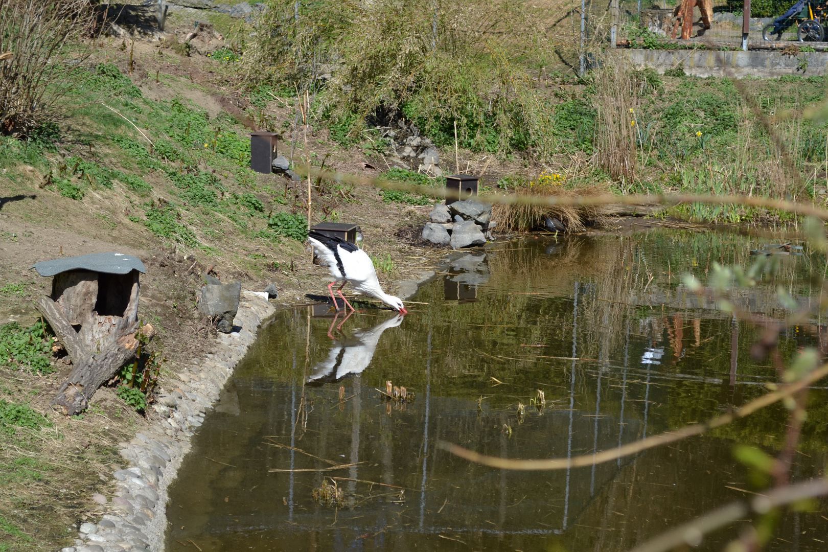 Im Vogelpark Herborn-Uckersdorf