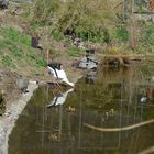 Im Vogelpark Herborn-Uckersdorf