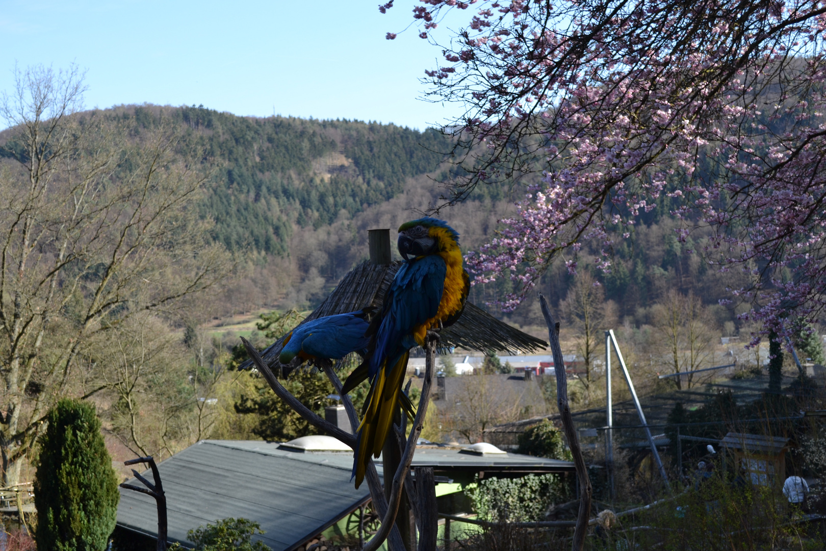 Im Vogelpark Herborn-Uckersdorf