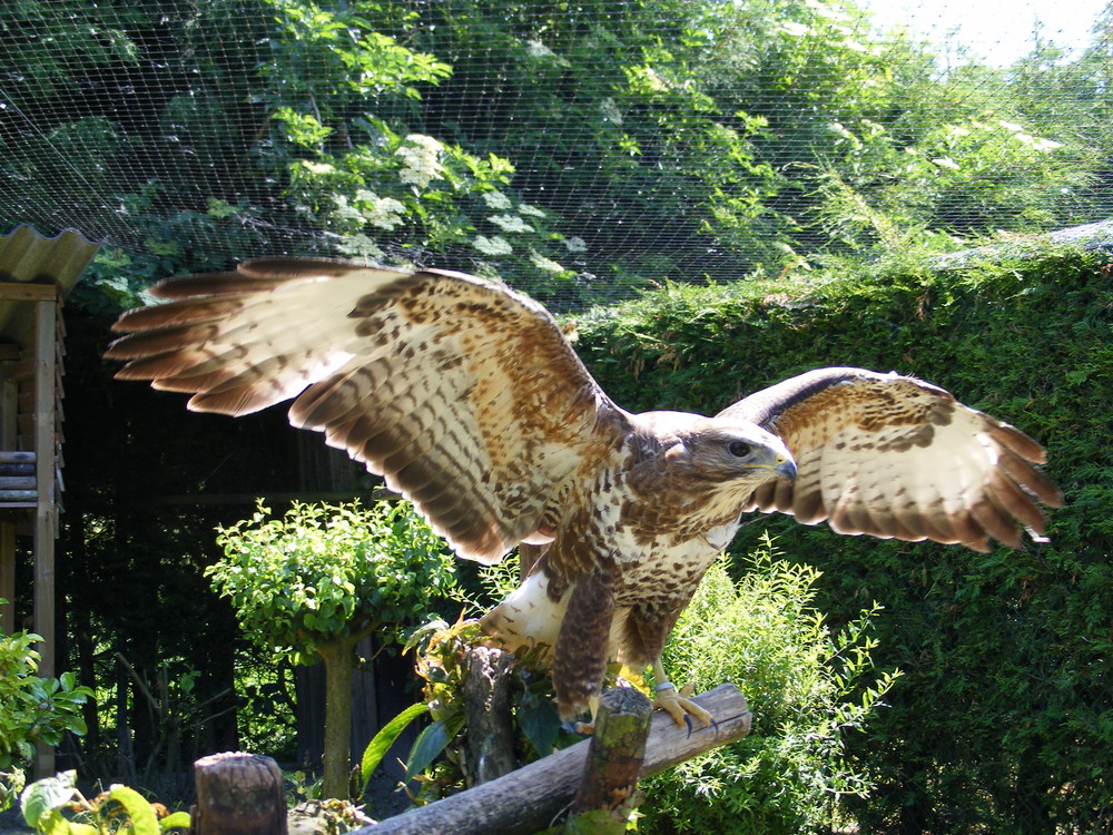 Im Vogelpark in Holland