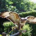 Im Vogelpark in Holland