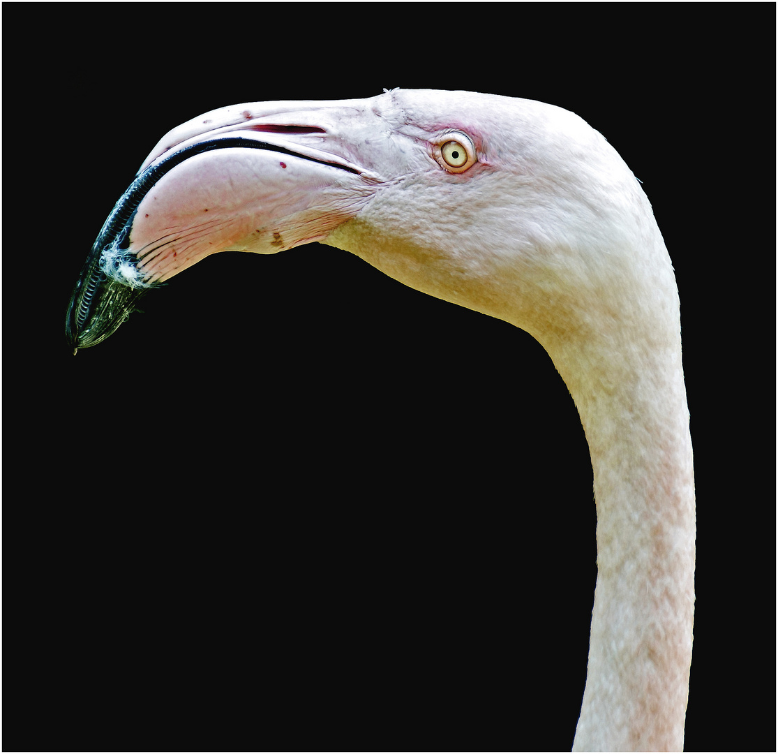 Im Vogelpark in Steinen