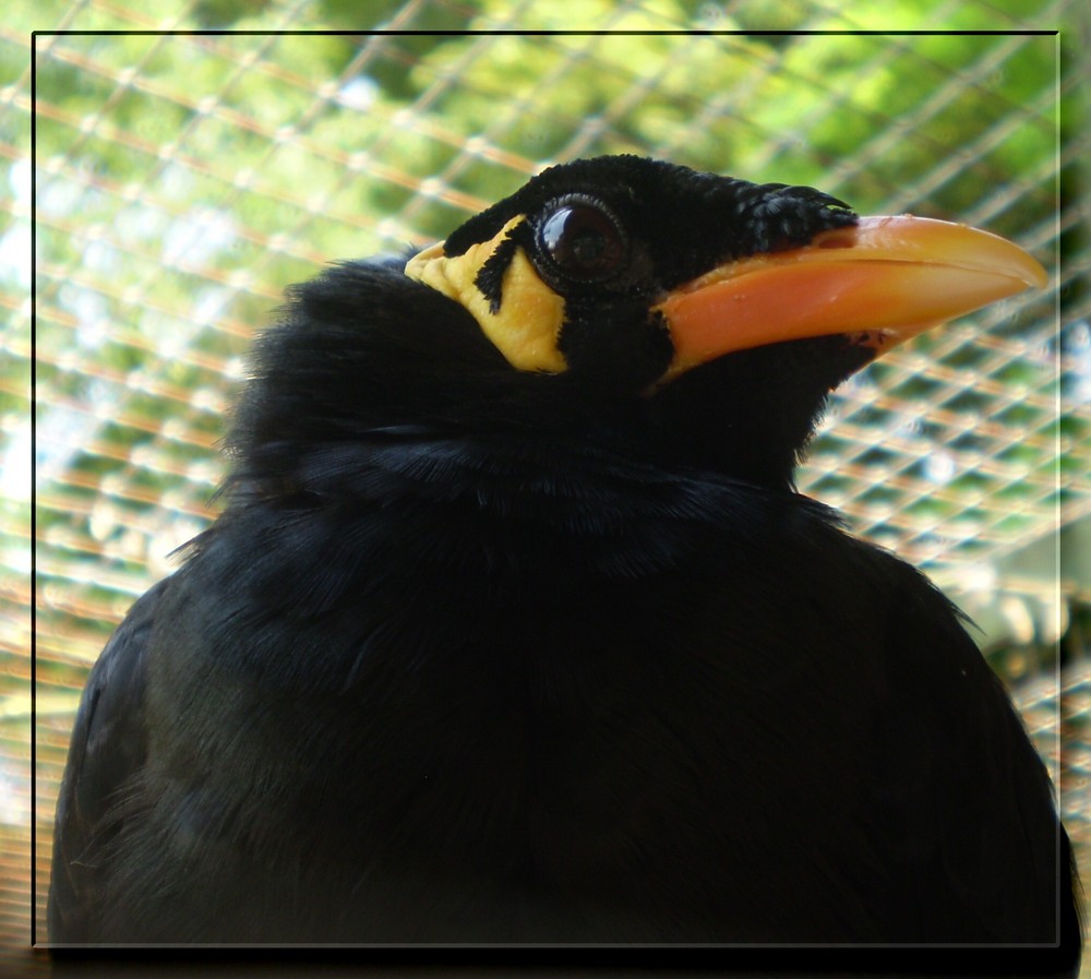 Im Vogelpark Solingen III