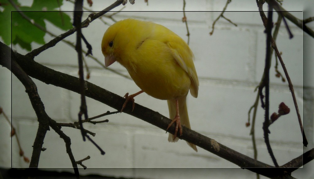 Im Vogelpark Solingen V