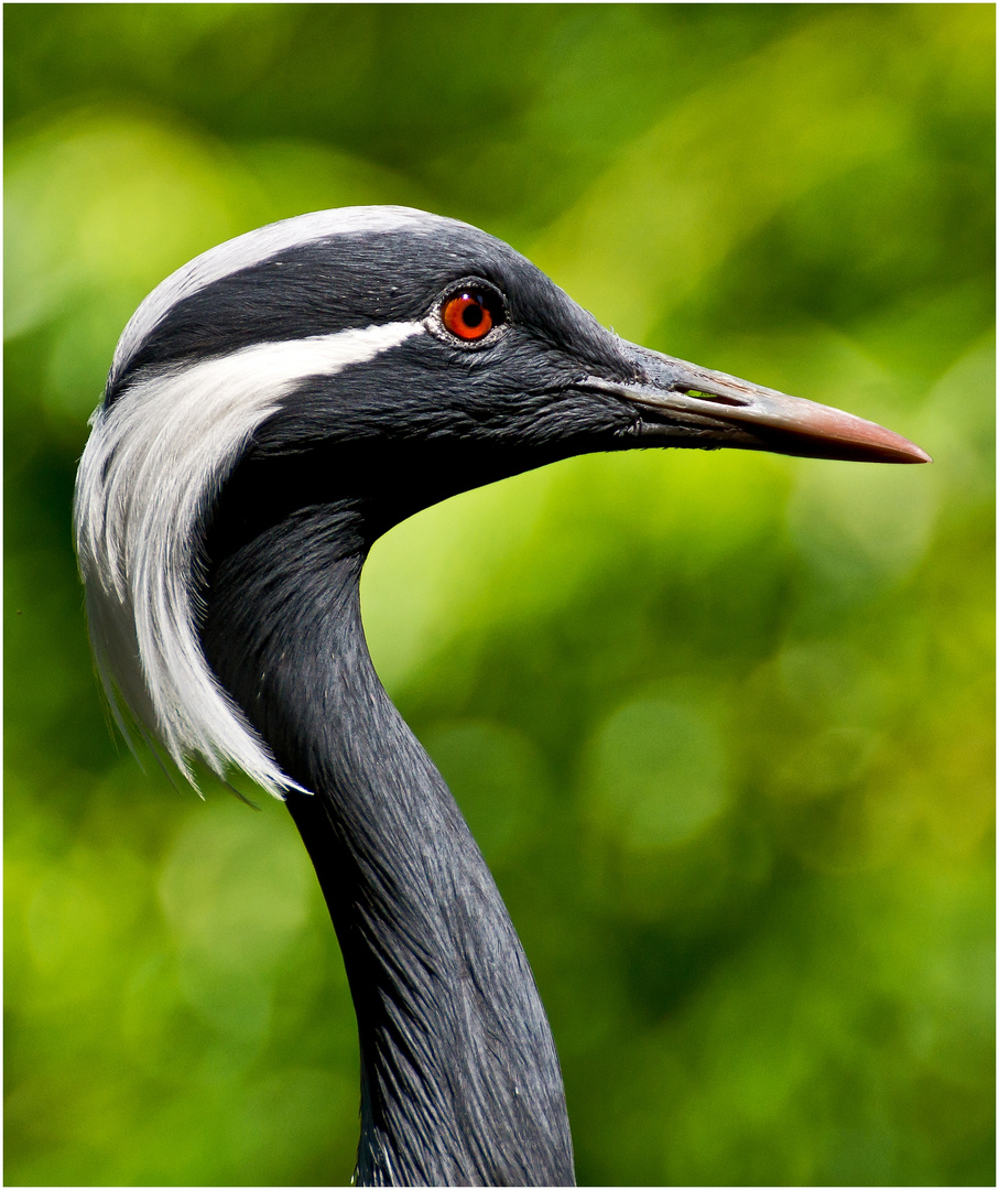 Im Vogelpark Steinen