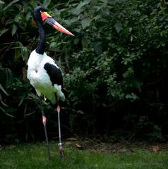 Im Vogelpark Walsrode 2