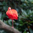 Im Vogelpark Walsrode 3