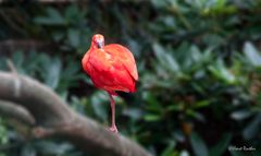 Im Vogelpark Walsrode 3