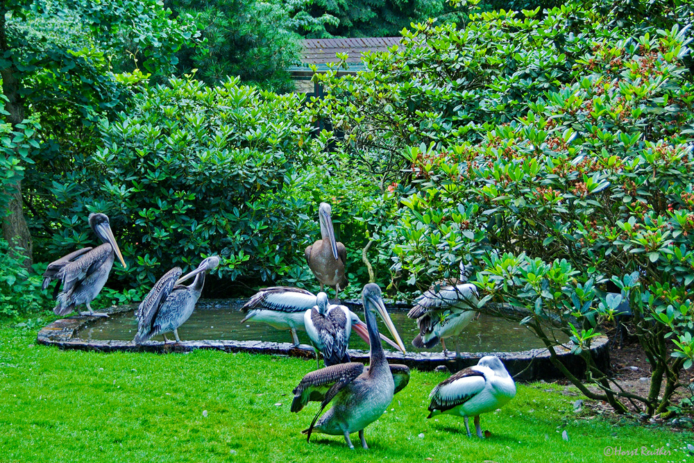 Im Vogelpark Walsrode 4