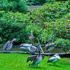 Im Vogelpark Walsrode 4