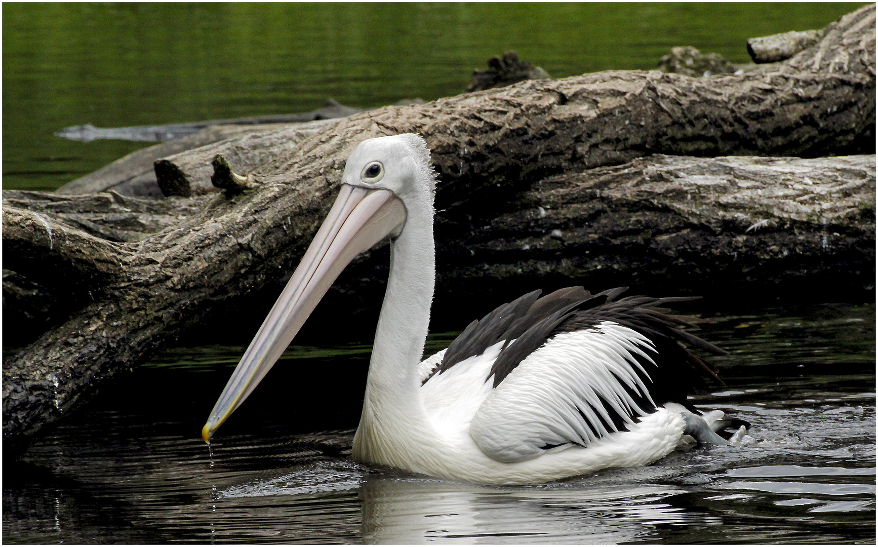 im vogelpark walsrode