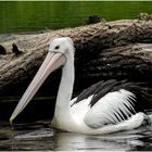 im vogelpark walsrode