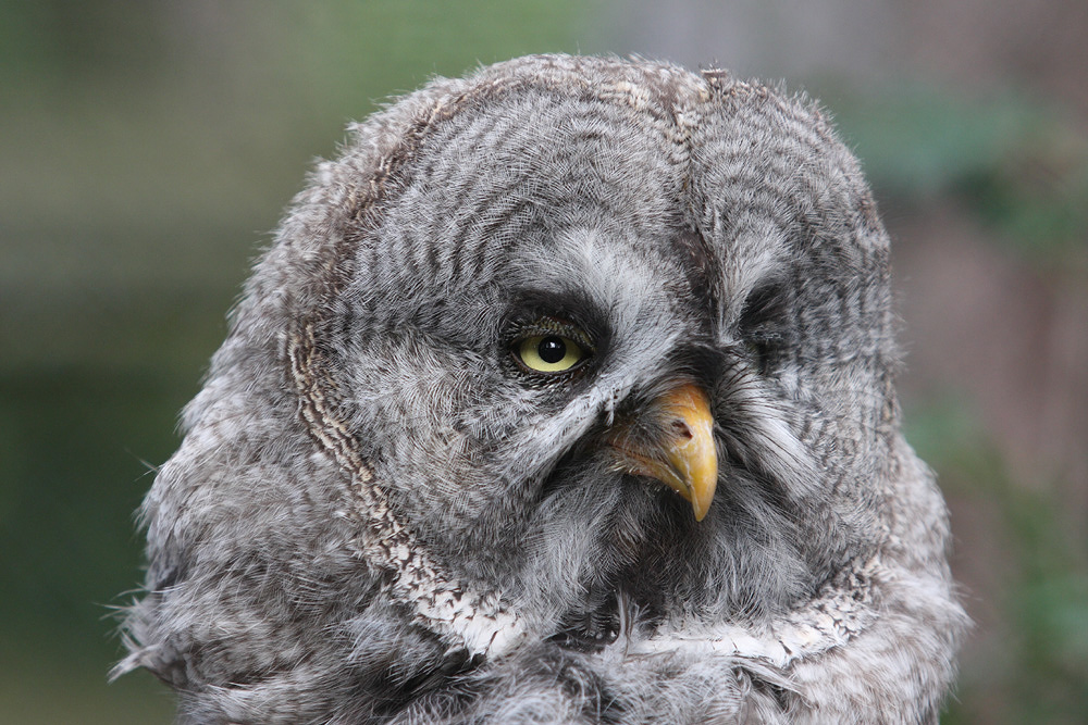 Im Vogelpark Walsrode