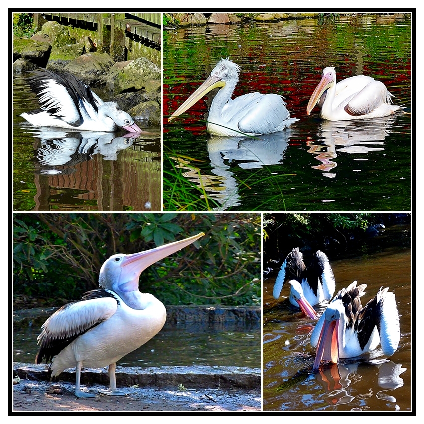 Im Vogelpark Walsrode . . . .