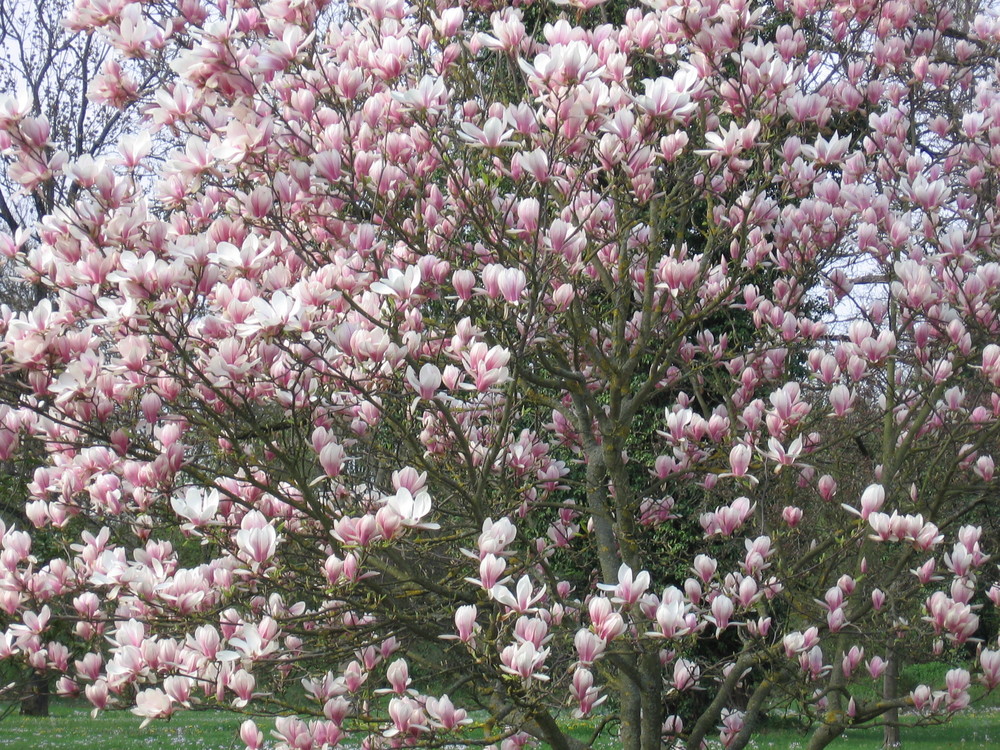 Im Volksmund Tulpenbaum genannt.