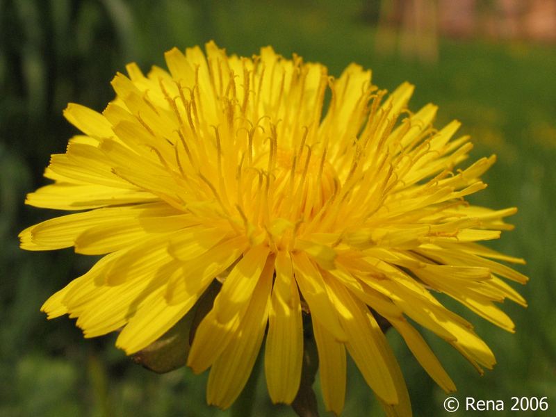 im vollen Saft