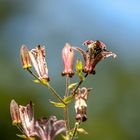  Im Vollrausch nach Nektar