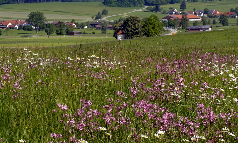 Im Voralpenland