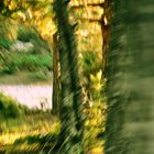 Im Vorbeifahren ....Natur auf Brac ein alter Wald bestehend hauptsächlich aus Bergkiefern