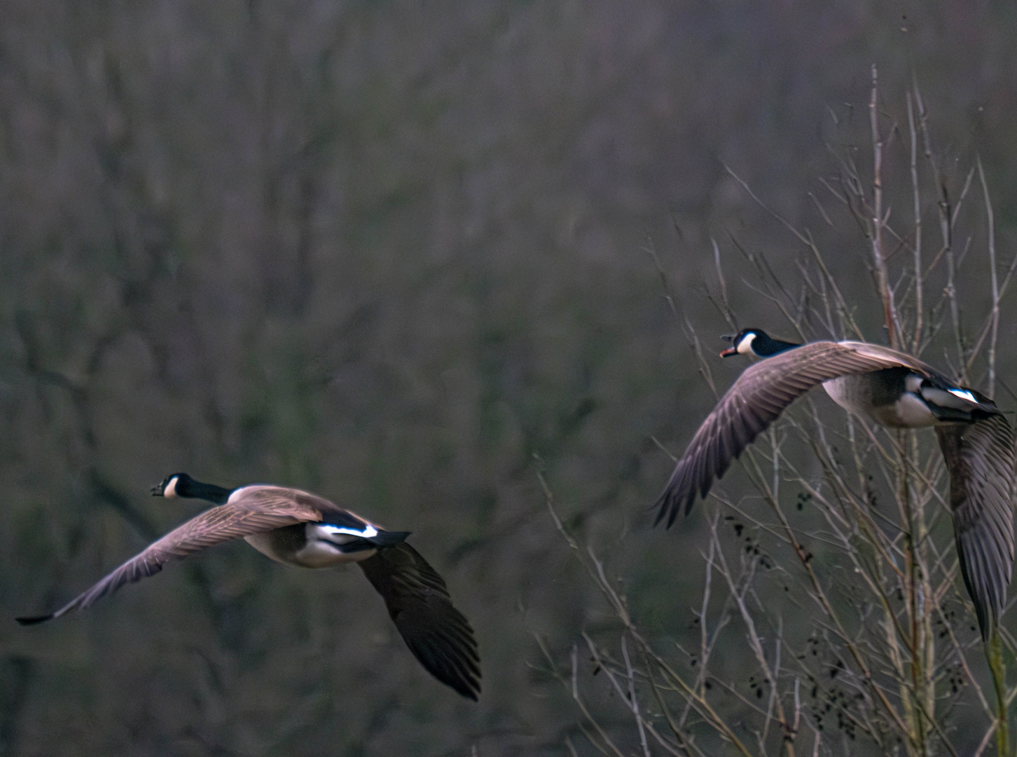 Im Vorbeiflug.