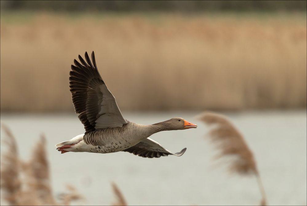 Im Vorbeiflug!