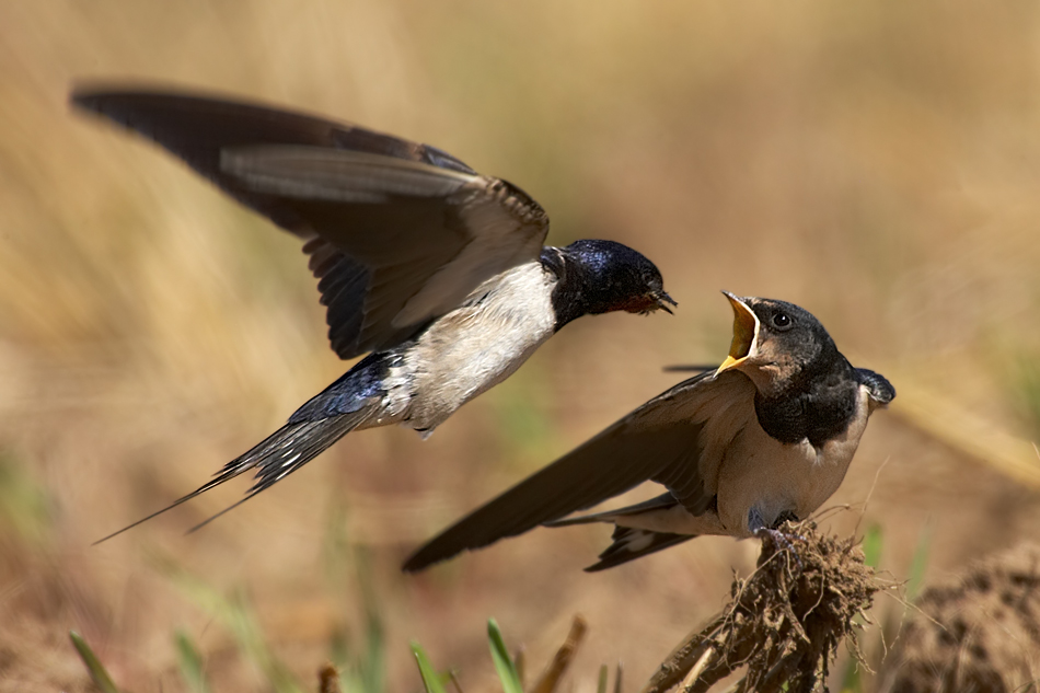 Im Vorbeiflug ...