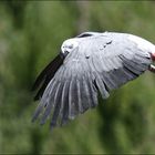 Im Vorbeiflug...