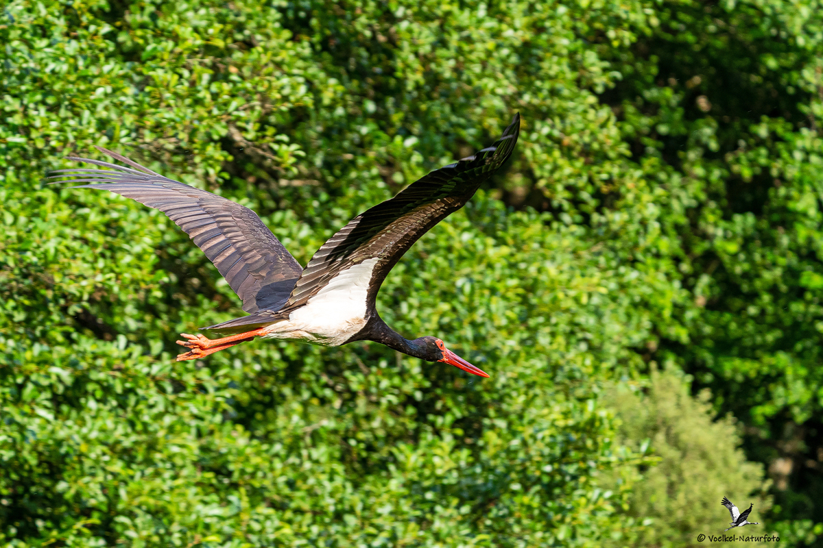 Im Vorbeiflug