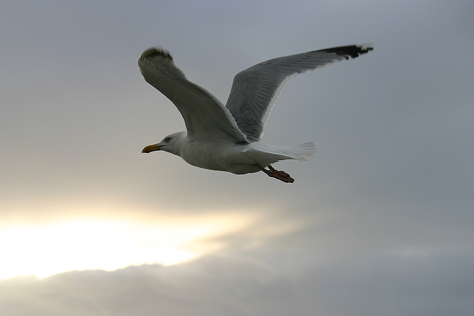 Im Vorbeiflug erwischt