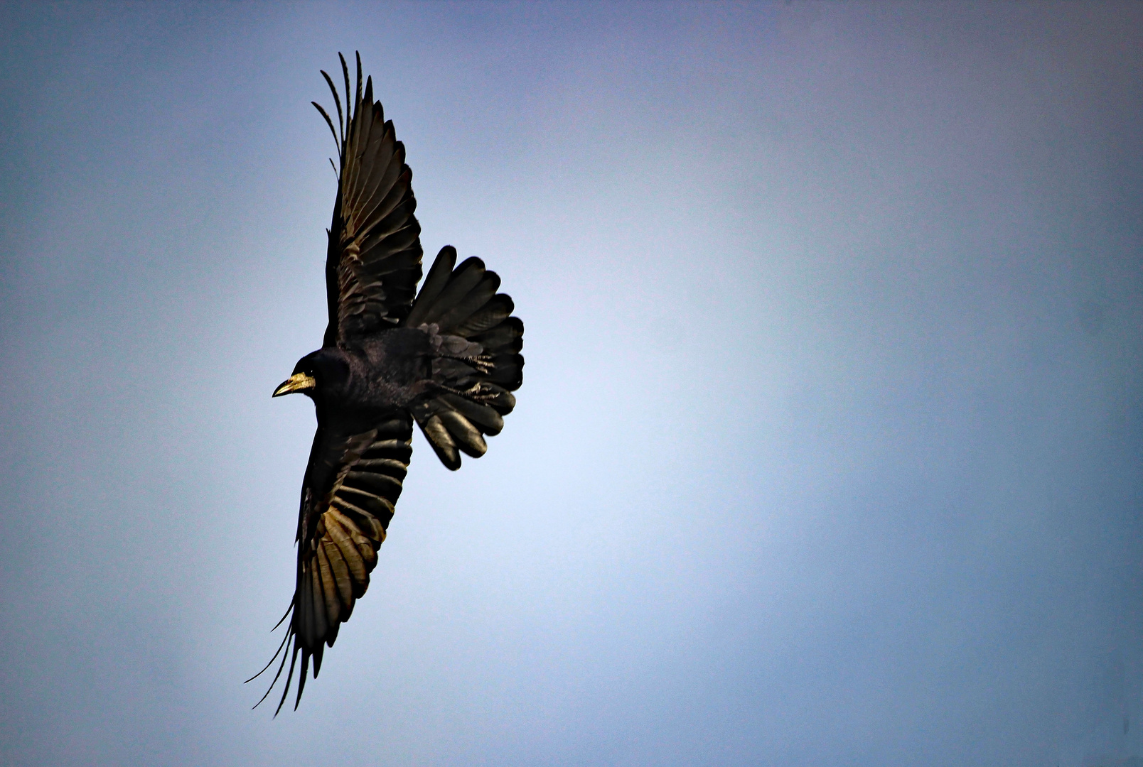 Im Vorbeiflug erwischt