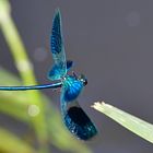 Im Vorbeiflug: Gebänderte Prachtlibelle (Calopteryx splendens)