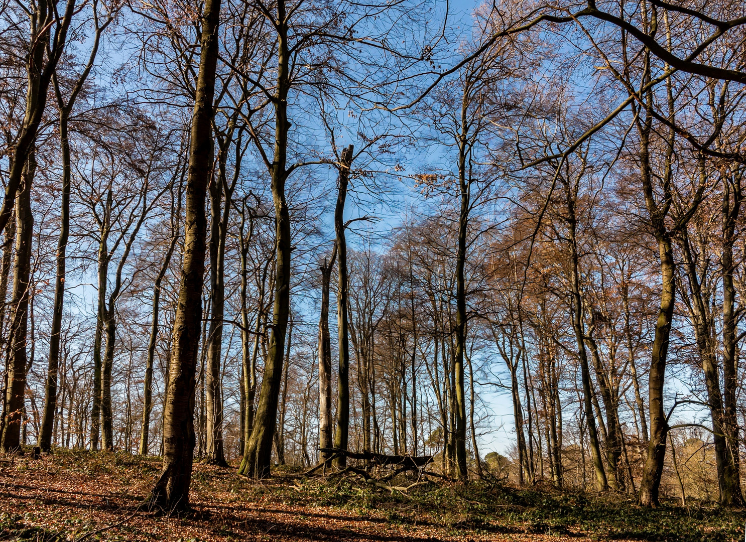 Im Vorfrühling