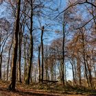 Im Vorfrühling