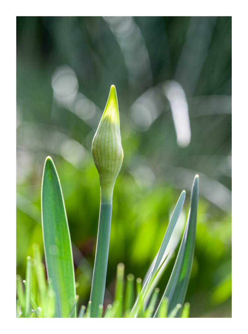 Im Vorfühling