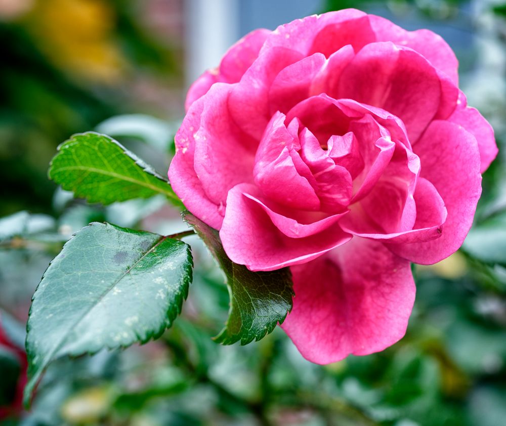 Im (3) Foto & Bild blumen & blüten Bilder auf