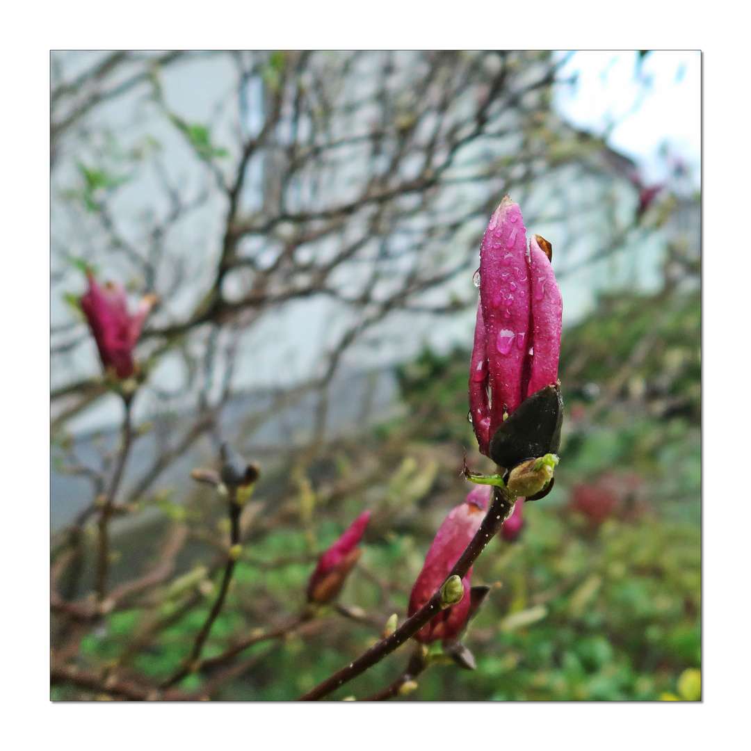 Im die Magnolie, im Regen Foto & Bild canon, wasser, makro