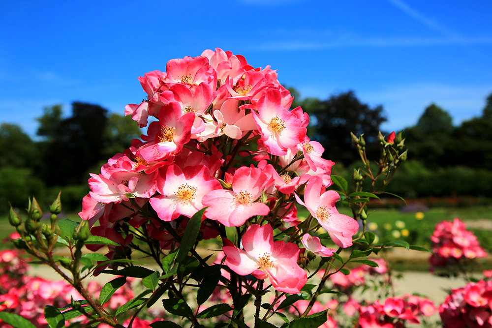 im Vrijbroeckpark