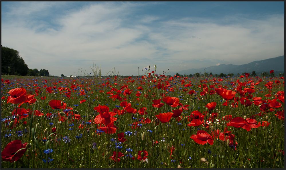 Im wahrsten Sinn ein Blütenmeer / Une mer de fleurs de pavot