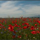 Im wahrsten Sinn ein Blütenmeer / Une mer de fleurs de pavot