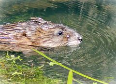 Im wahrsten Sinne des Wortes .... eine Wasserratte!