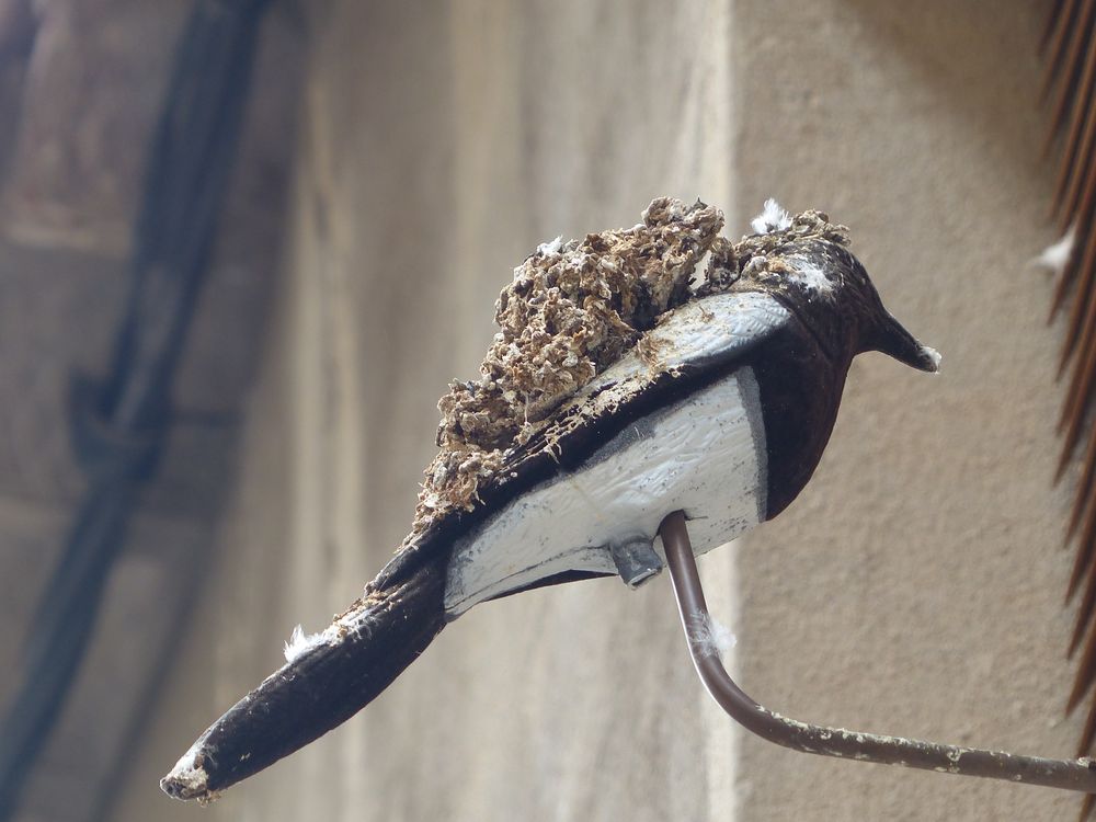 Im wahrsten Sinne des Wortes:Besch.ssen Foto & Bild | sonstiges