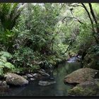 im Waitakere Ranges Regional Park