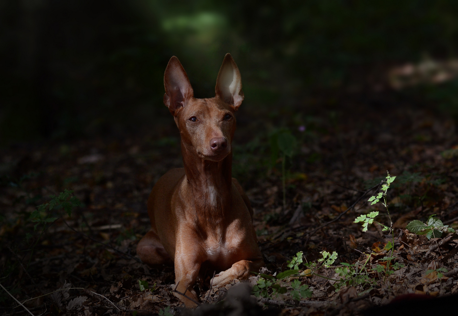 Im Wald