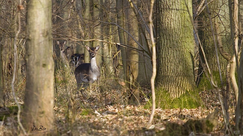 Im Wald......