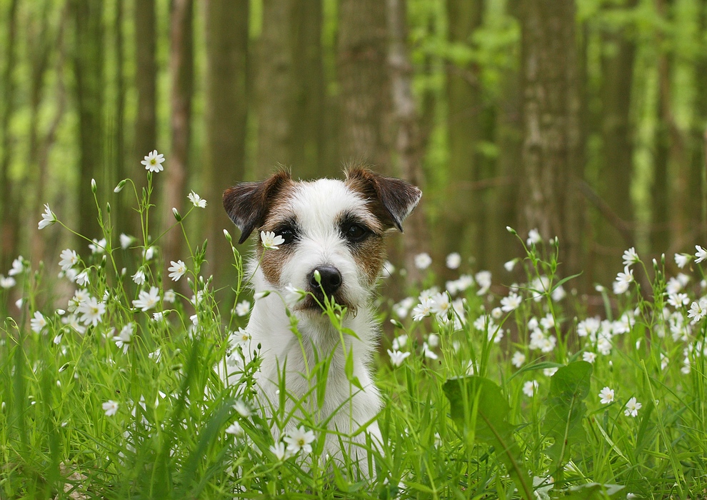 Im Wald.....