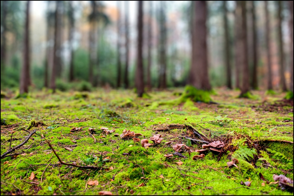 Im Wald