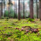 Im Wald