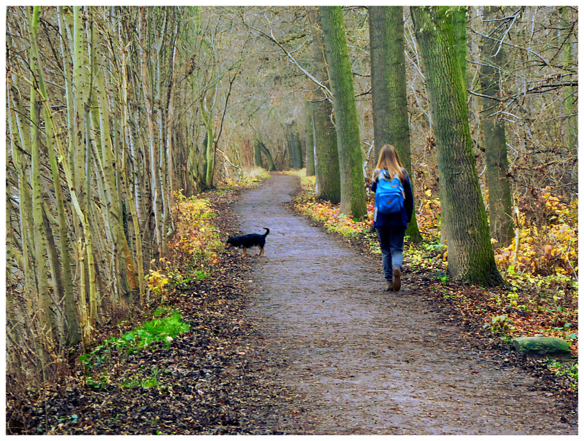 im Wald