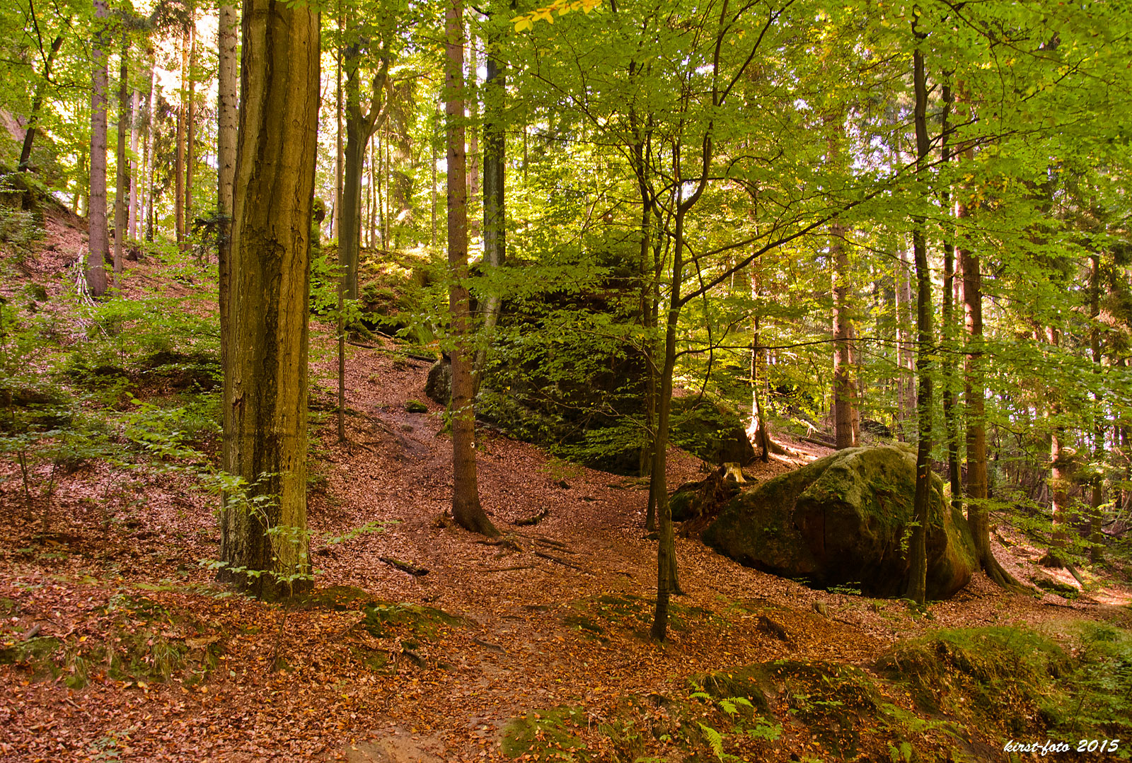 Im Wald 1